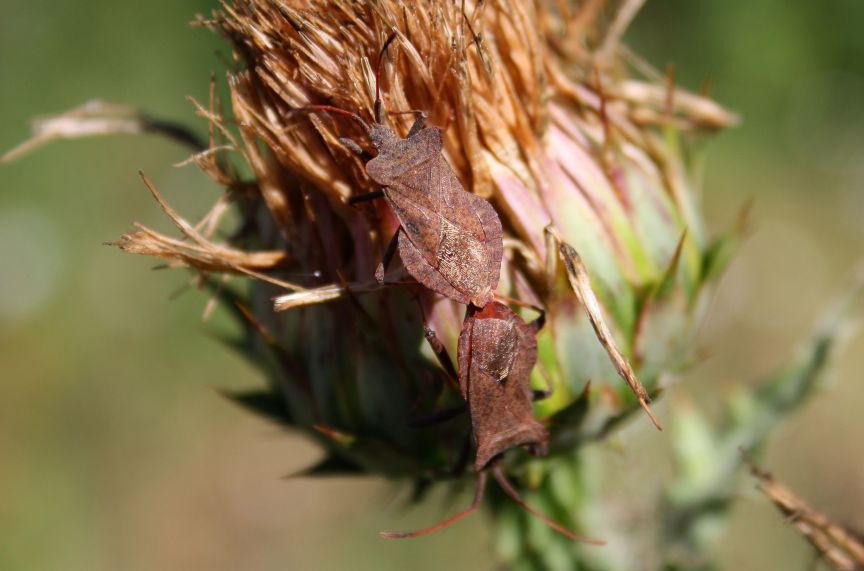 Coreidae: Coreus marginatus? S